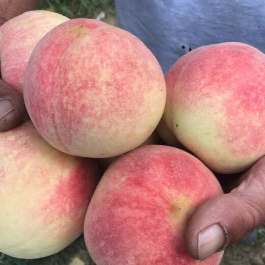 桃子樹苗-新疆喀什桃子樹苗基地-桃子樹苗新品種